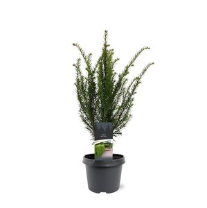 Taxus baccata 40-50 cm cont. 3,0L - afbeelding 8