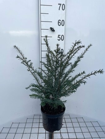 Taxus baccata 40-50 cm cont. 3,0L - afbeelding 2