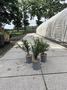 Taxus baccata 40-60 cm cont. 3,5L