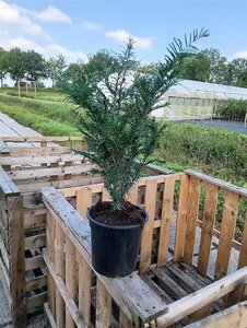 Taxus baccata 40-60 cm cont. 3,5L - afbeelding 3