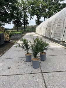 Taxus baccata 40-60 cm cont. 3,5L - afbeelding 2