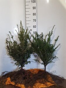 Taxus baccata 40-60 cm wortelgoed 4-jarig verpl. zaailing