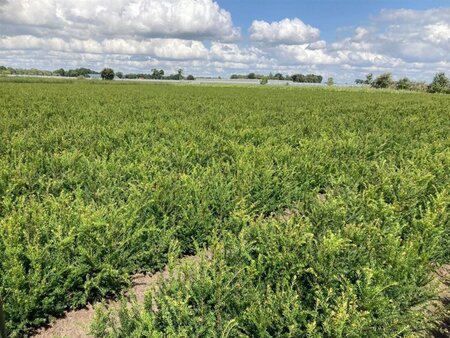 Taxus baccata 40-60 cm wortelgoed 4-jarig verpl. zaailing - afbeelding 1