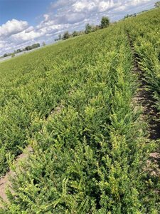 Taxus baccata 40-60 cm wortelgoed 4-jarig verpl. zaailing - afbeelding 2