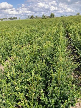 Taxus baccata 40-60 cm wortelgoed 4-jarig verpl. zaailing - afbeelding 3