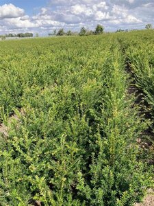 Taxus baccata 40-60 cm wortelgoed 4-jarig verpl. zaailing - afbeelding 3
