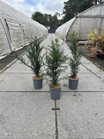 Taxus baccata 60-80 cm cont. 3,5L - image 1