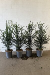 Taxus baccata 60-80 cm cont. 3,5L - image 2