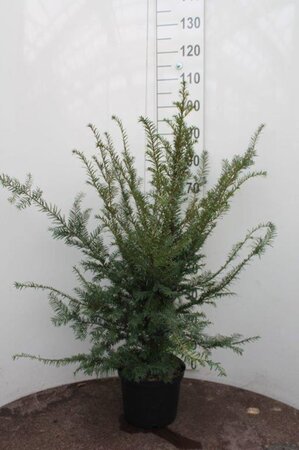 Taxus baccata 60-80 cm cont. 5,0L - afbeelding 6