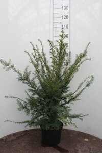 Taxus baccata 60-80 cm cont. 5,0L - afbeelding 6