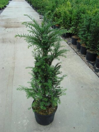 Taxus baccata 60-80 cm cont. 5,0L - afbeelding 8