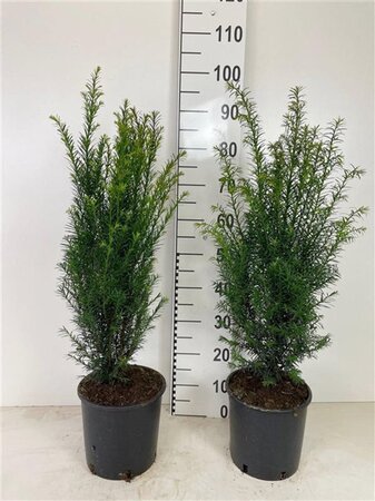 Taxus baccata 60-80 cm cont. 5,0L - afbeelding 7