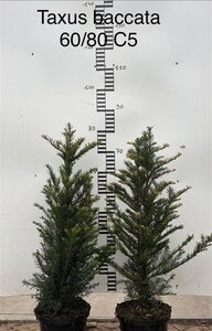 Taxus baccata 60-80 cm cont. 5,0L - afbeelding 1