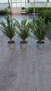 Taxus baccata 60-80 cm cont. 5,0L - afbeelding 6