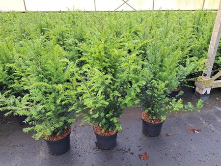 Taxus baccata 60-80 cm cont. 5,0L - afbeelding 7