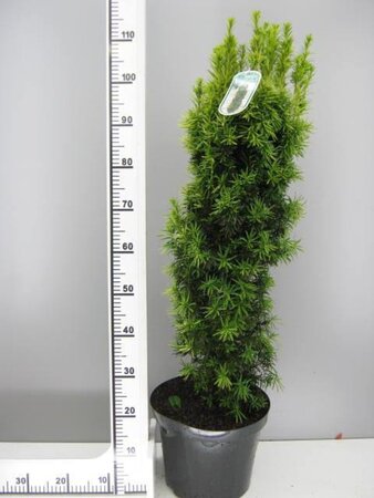 Taxus b. 'Fastigiata Aurea' 80-90 cm met kluit - afbeelding 3
