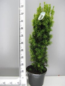 Taxus b. 'Fastigiata Aurea' 80-90 cm met kluit - afbeelding 3