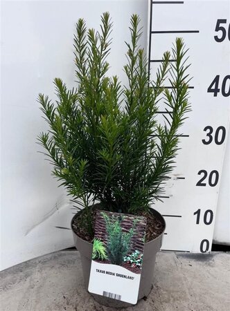 Taxus media 'Groenland' 20-30 cm cont. 3,0L - afbeelding 2