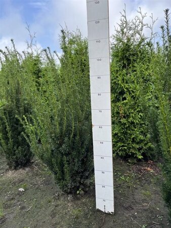 Taxus media 'Hillii' 80-100 cm met kluit - afbeelding 5
