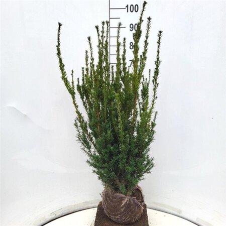 Taxus media 'Hillii' 80-100 cm met kluit - afbeelding 4