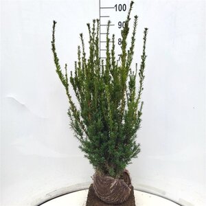 Taxus media 'Hillii' 80-100 cm met kluit - afbeelding 4