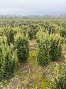 Taxus media 'Hillii' 80-100 cm met kluit - afbeelding 2