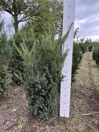 Taxus media 'Hillii' 80-100 cm met kluit - afbeelding 4