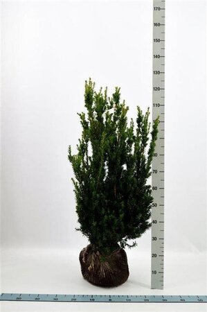 Taxus media 'Hillii' 80-100 cm met kluit - afbeelding 6