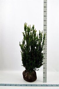 Taxus media 'Hillii' 80-100 cm met kluit - afbeelding 6
