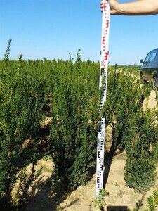 Taxus media 'Hillii' 80-100 cm met kluit - afbeelding 3