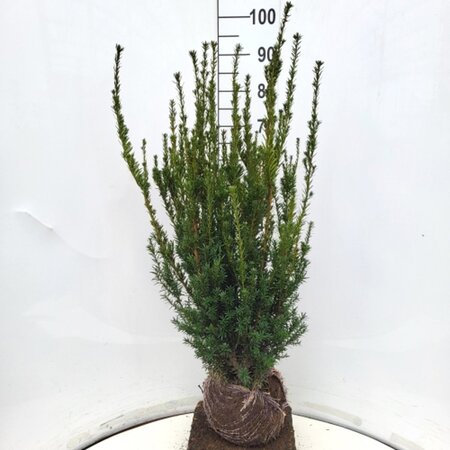 Taxus media 'Hillii' 80-100 cm met kluit - afbeelding 13
