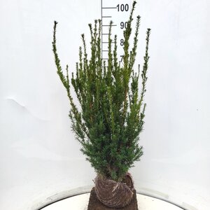 Taxus media 'Hillii' 80-100 cm met kluit - afbeelding 13