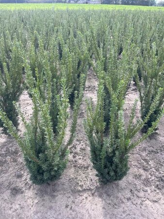 Taxus media 'Hillii' 80-100 cm met kluit - afbeelding 3