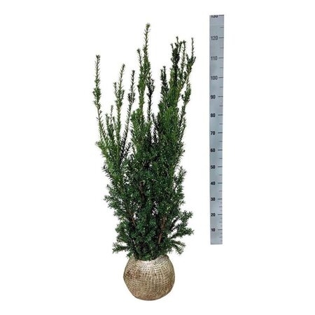 Taxus media 'Hillii' 80-100 cm met kluit - afbeelding 2