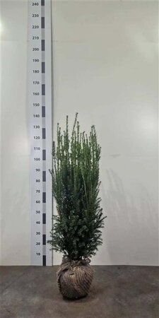 Taxus media 'Hillii' 80-100 cm met kluit - afbeelding 4
