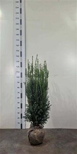 Taxus media 'Hillii' 80-100 cm met kluit - afbeelding 4