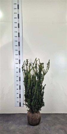 Taxus media 'Hillii' 80-100 cm met kluit - afbeelding 3