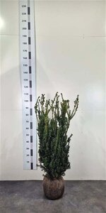Taxus media 'Hillii' 80-100 cm met kluit - afbeelding 3