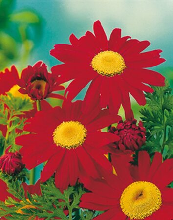 Tanacetum (C) 'Robinson's Red' geen maat specificatie 0,55L/P9cm - afbeelding 2