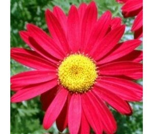 Tanacetum (C) 'Robinson's Red' geen maat specificatie 0,55L/P9cm