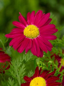 Tanacetum (C) 'Robinson's Red' geen maat specificatie 0,55L/P9cm - afbeelding 3