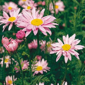 Tanacetum (C) 'Robinson's Rose' geen maat specificatie 0,55L/P9cm
