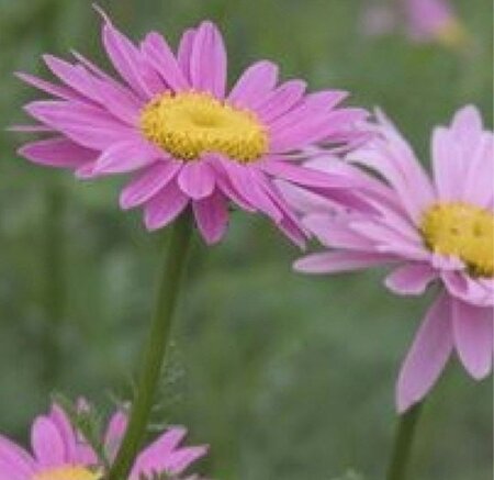 Tanacetum (C) 'Robinson's Rose' geen maat specificatie 0,55L/P9cm