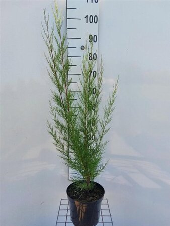 Tamarix tetrandra 100-125 cm cont. 3,0L