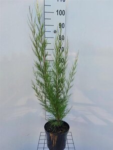 Tamarix tetrandra 100-125 cm cont. 3,0L