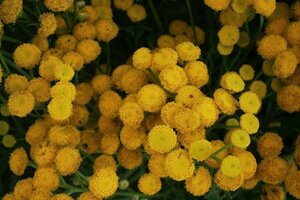 Tanacetum vulgare geen maat specificatie 0,55L/P9cm