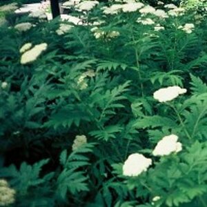 Tanacetum vulgare geen maat specificatie 0,55L/P9cm - afbeelding 6