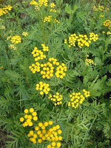 Tanacetum vulgare geen maat specificatie 0,55L/P9cm - afbeelding 7