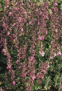 Teucrium chamaedrys geen maat specificatie 0,55L/P9cm - afbeelding 6