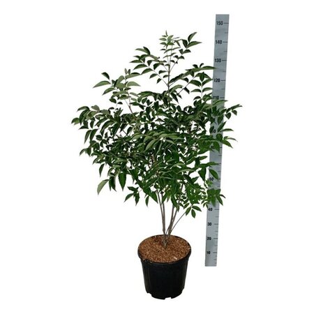 Tetradium daniellii = Euodia hupehensis  100-125 cm cont. 15L - afbeelding 1